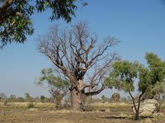 Adansonia gregorii