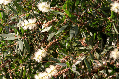 Melaleuca quinquenervia