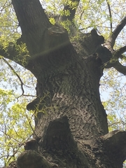Quercus phellos