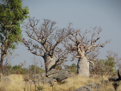 Adansonia gregorii