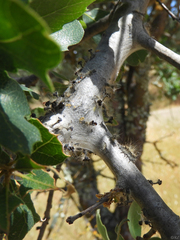 Malacosoma constricta