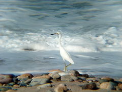 Egretta thula