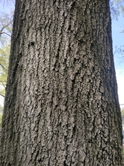 Quercus phellos