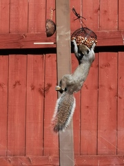 Sciurus carolinensis