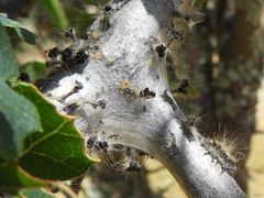 Malacosoma constricta