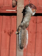 Sciurus carolinensis