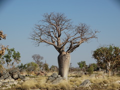 Adansonia gregorii