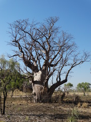 Adansonia gregorii