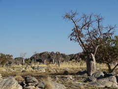Adansonia gregorii