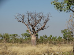 Adansonia gregorii