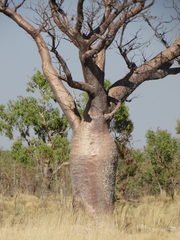 Adansonia gregorii