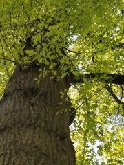 Quercus