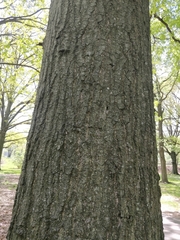 Quercus