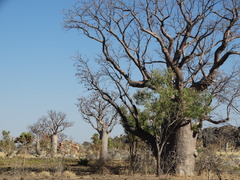 Adansonia gregorii