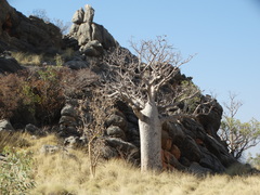 Adansonia gregorii