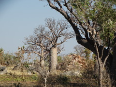 Adansonia gregorii