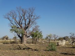 Adansonia gregorii