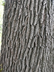 Quercus