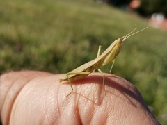 Apteromantis aptera