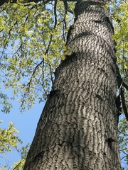Quercus