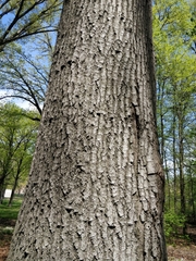 Quercus