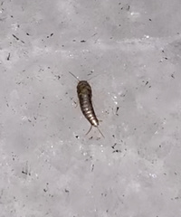 Lepisma