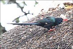 Phoeniculus purpureus marwitzi