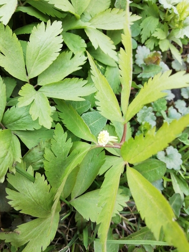 Anemonoides reflexa (Anemonoides reflexa)
