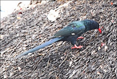 Phoeniculus purpureus marwitzi