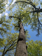Quercus