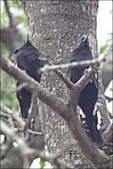 Phoeniculus purpureus marwitzi