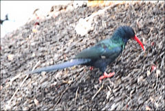 Phoeniculus purpureus marwitzi