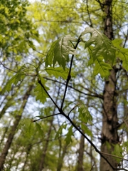 Quercus