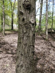 Quercus