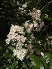 Crataegus