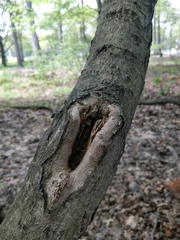 Magnoliopsida