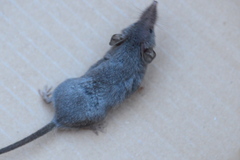 Crocidura cyanea