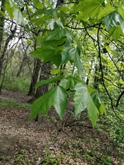 Acer rubrum