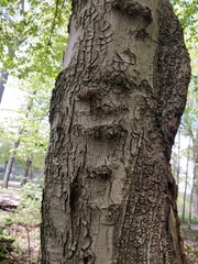 Acer rubrum