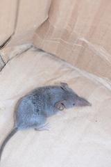 Crocidura cyanea