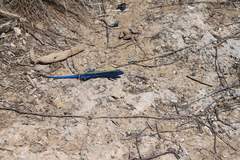 Cnemidophorus espeuti