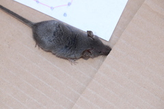 Crocidura cyanea