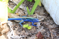 Cnemidophorus espeuti