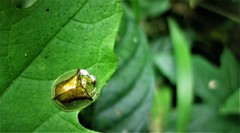 Aspidimorpha quadriremis