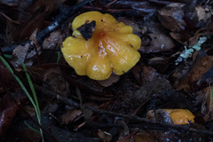 Hygrocybe