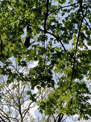 Acer rubrum