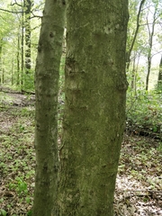 Acer rubrum