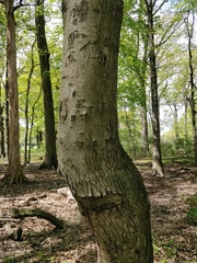 Magnoliopsida
