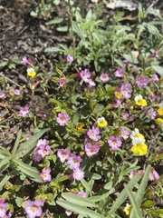 Erythranthe inconspicua