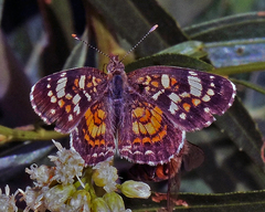 Phyciodes picta